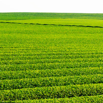 CHANOARL Cold Brew Kirk Bottle &amp; 5 Luxury Rich Flavors Gift Box