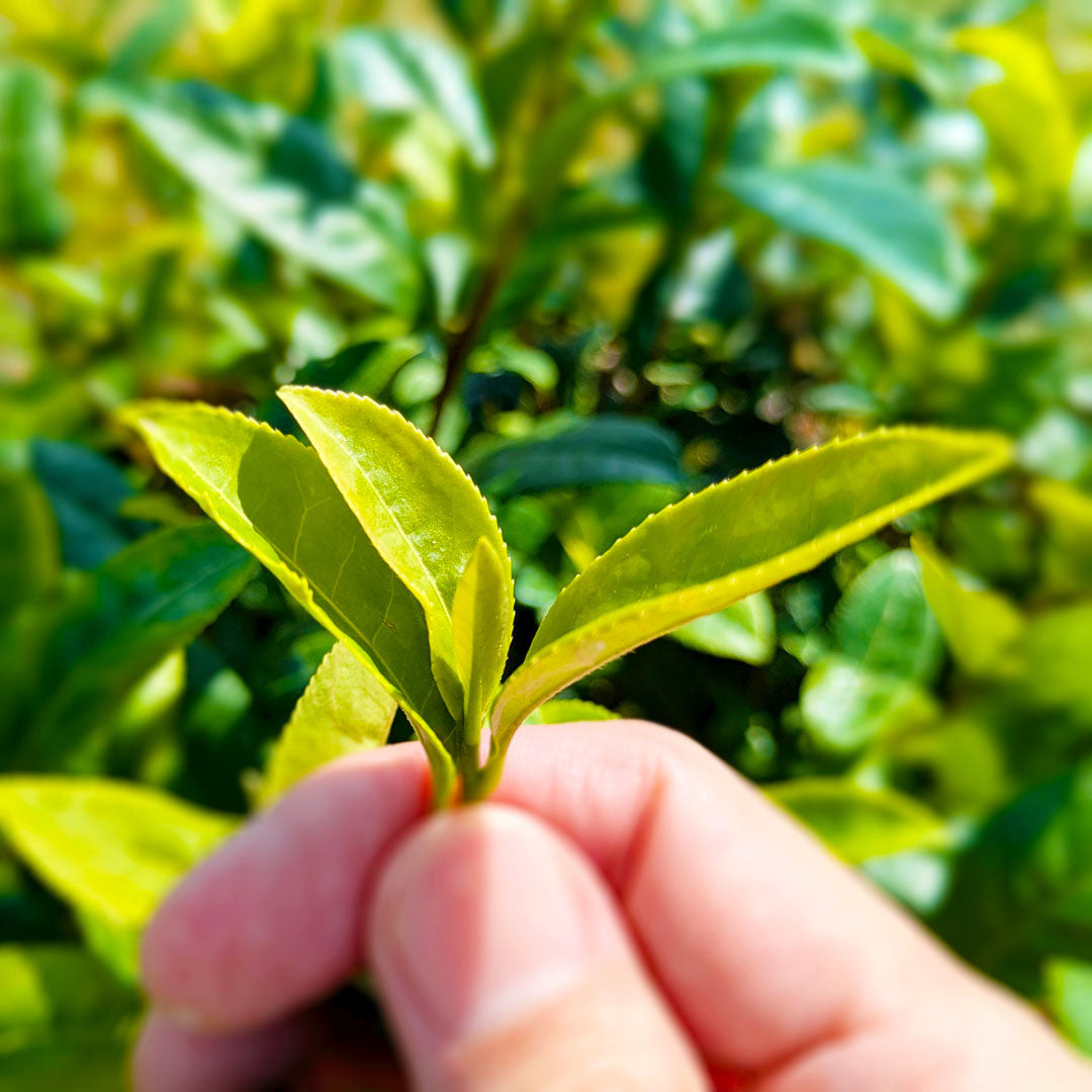 【深蒸し茶】八女の丘 上煎茶 リーフ